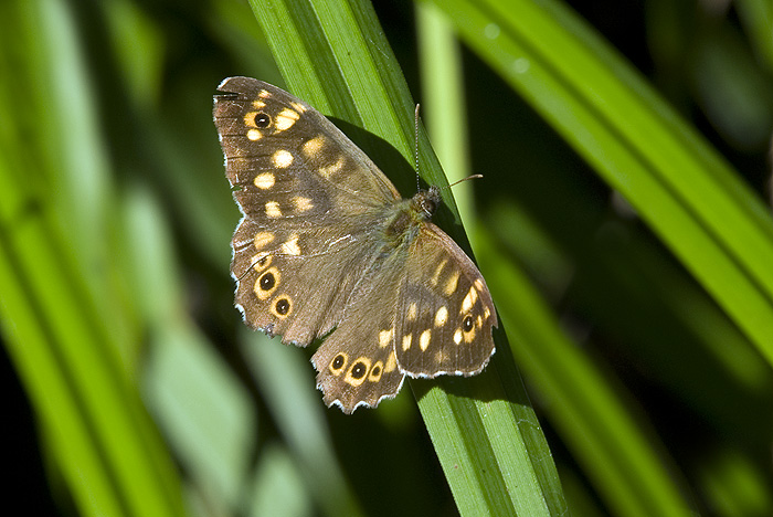 Nomophila noctuella